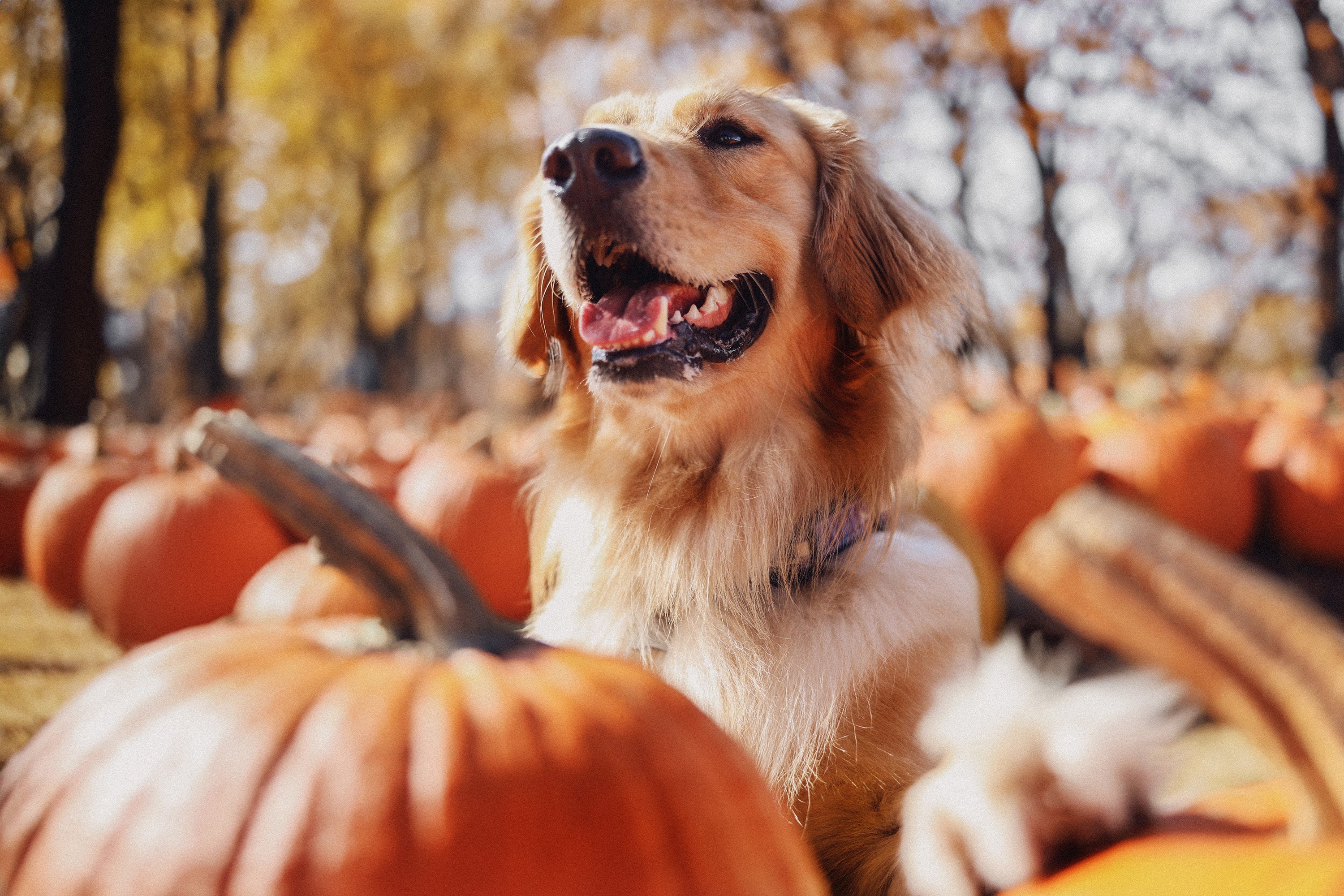Fall in Love with These Dog Photography Tips