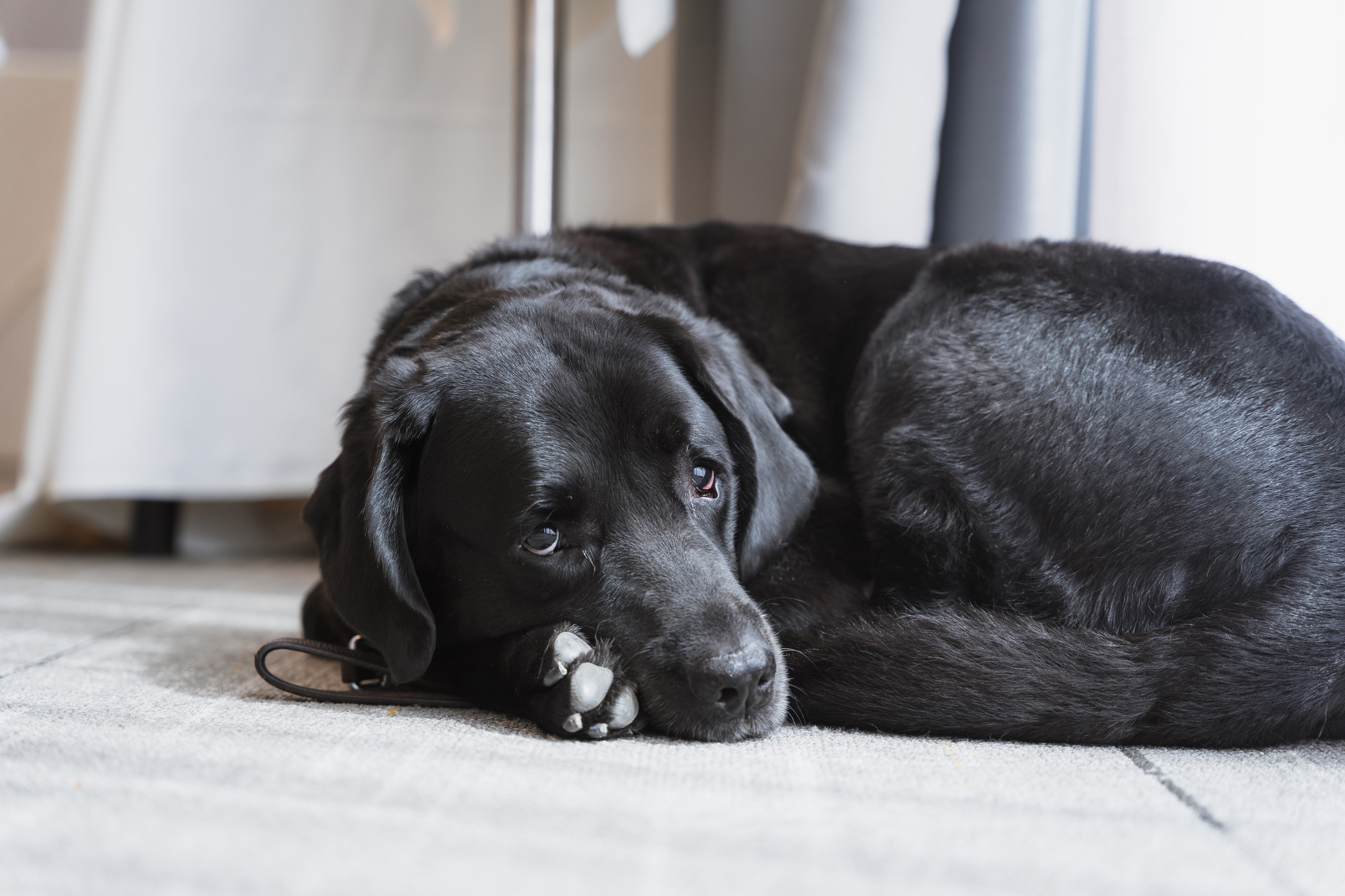 Everything You Need to Know About Depression in Pets